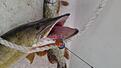 Tandtr�d