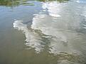 Jagad sarv