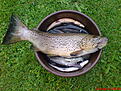 2007 September

�ring 1,8kg