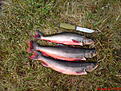 2007 Juni

R�dingar: 5 hg, 6hg och 7hg.