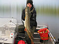 G�dda p� knappa 8 kg. Notera braxen i g�ddans mage. Tog p� bandit p� en halvmeters djup. Kul!