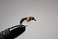 IMG 7391   Copy