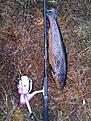 Tagen den 2010-05-29 
Vikt: 920 gram