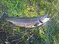 Tagen den 2010-05-19
Vikt: 850 gram