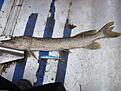 G�dda 65cm, 0,90kg