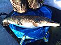g�ddmadam p� 7,1kg