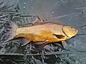 2,2 kg sutare