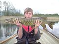 Pike caught in the early spring