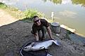 23kg mekong catfish