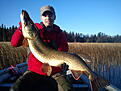 Pb p� 8,96 kg