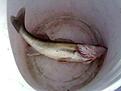 G�s, Ullvettern, 3,2 kg