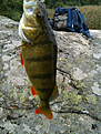 Fin Abborre @Grava maren/Nyn�shamn