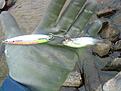 F�rsta fisken i den sj�n detta �ret.