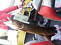 8,2 kgs v�rg�dda  tagen av en v�n. Gick tyv�rr inte att r�dda :/