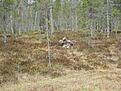 M�ttes av en slagen �lg n�r jag kom fram till en tj�rn, visste inte om man skulle vara r�dd och g� eller inte men jag stannade och fiskade lite fin abborre ist�llet.