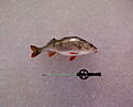 Aborre �resj� 2011.01.22 39 cm