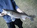G�s: 2.1 kg
