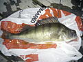 1.2 kg