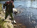 Havs�ringsf�ngst2011

Det �r jag som simmar i �lven med havs�ringen i nyporna