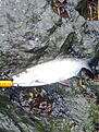 Asp 1,1 kg p� 10g svart-orange myran-spinnare med silversked