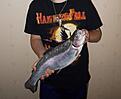 Regnb�ge. 
1850g
Eskilstuna �n
Bete: Abu Koster