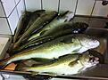 Lyckat fiske p� M/S Pelle nytt pb 3.3kg