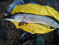 6.76