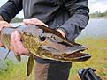 G�dda i Josvalltj�rn (S�len)  d�r vi fick tips att det bara skulle finnas R�ding, �ring och Harr. Nitlott