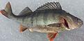 Fisket i sj�n kan bjuda p� mycket fint fiske..till�ggas kan att fisken inte v�gs..en del av dom m�ts dock..