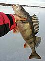 Mera...Denna pr�ktiga Borre m�tte 44 cm..bete d�?..S�klart Nils-Master balansare 8cm/25 gram..
