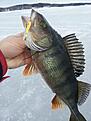 Mera....Denna landades fint och betet d�?..Balansare Rapala..