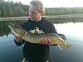 G�dda fr�n en liten skogsj� i norra stockholm 2009