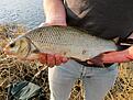 id!
