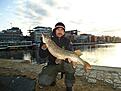 F�rsta Munksj� g�ddan efter isen lossnat p� zalt ..