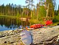 Bild fr�n "Lill-Mosj�n". En stilla sen-sommarkv�ll nappade b�de g�dda och abborre p� denna klassiker.