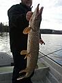 G�dda:
7.3kg
101 cm