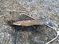 liten g�ddsnipa tagen ca 1 mil utanf�r motala