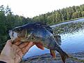 abborre tagen ca 1 mil utanf�r motala