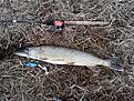 G�dda p� 4,6 kg
