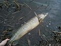 G�dda p� 5,5 kg tagen p� bl� McMio