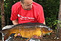 Spegelkarp 12750 g. Augusti 2012