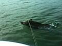 i brist p� fisk f�r man meta vildsvin