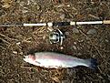 fiskebild