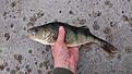 �rets f�rsta fisk 2013, tog p� en flytande zalt 14 cm i viking line f�rg, F�ngst plats: Bertbyvik, Saltvik, �land, Finland.