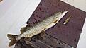 �rets f�rsta g�dda 3,47kg@84cm, tog p� en Savage Gear 4-Play 19cm Swim & Jerk Dirty Roach, F�ngst plats: Bertbyvik, Saltvik, �land, Finland.