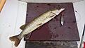 2,96kg@80cm, Savage Gear Soft 4-Play 19cm Ready To Fish Dirty Roach, F�ngst plats: Bertbyvik, Saltvik, �land, Finland.