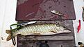 2,02kg@60cm, Savage Gear Soft 4-Play 19cm Ready To Fish Dirty Roach, F�ngst plats: Bertbyvik, Saltvik, �land, Finland.