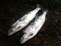 Ett par 3kg+ Laxar som Tvillingbrorsan f�ngade upp i Svartedalen