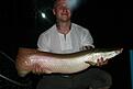 Den extremt vackra fisken Arapaima! denna v�gde dock bara dryga 10 kg, men en riktig tungdragare!