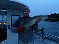 Gos 4,26 kg